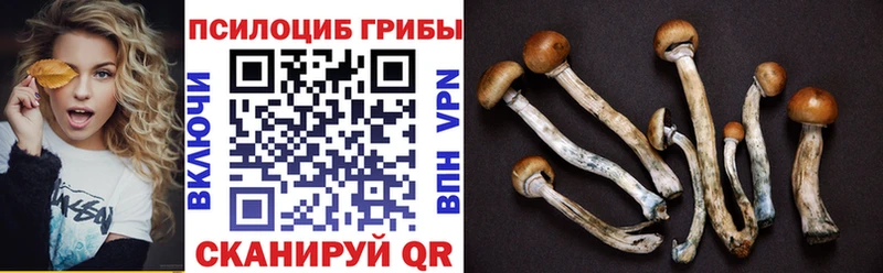Галлюциногенные грибы Psilocybe  Краснозаводск 